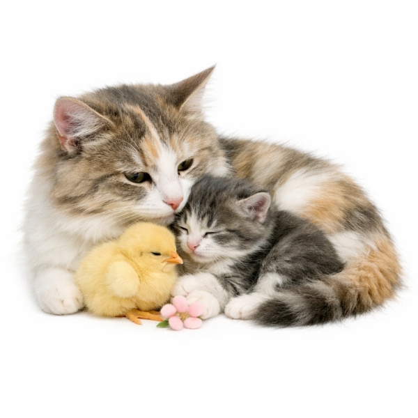 a mother cat with her kitten and a chick